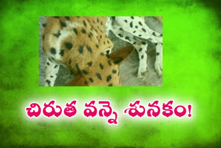 pet dog guarding crops in tiger attire at anathapuram