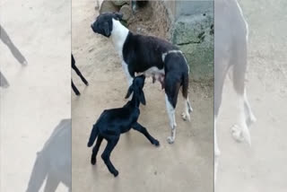 A dog feeding a goat kid