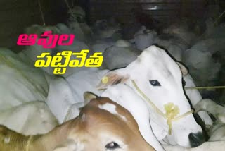 goshamahal mla rajasingh caught illegal cow transport at panthangi tollplaza