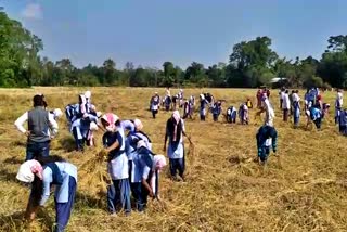 students on paddy field in majuli