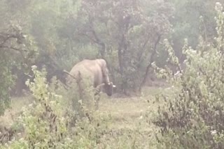 villagers-facing-problems-due-to-wild-elephant-in-ranchi