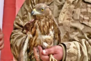 Injured hawk