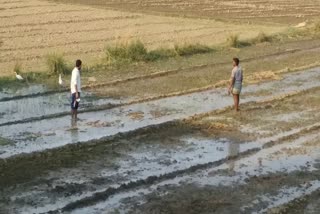 no proper irrigation system in sahibganj