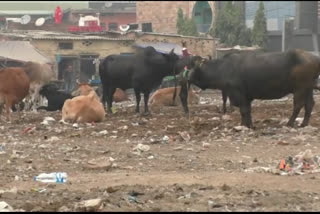 dirt spreading in varanasi