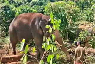 யானையை பிடிக்கும் பணிகள்யானையை பிடிக்கும் பணிகள் தீவிரம் தீவிரம்