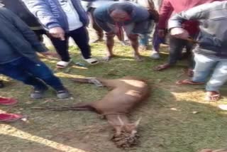 Deer rescued in jorhat