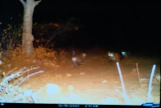 Tigress ST14 in Sariska, Wildlife in Sariska