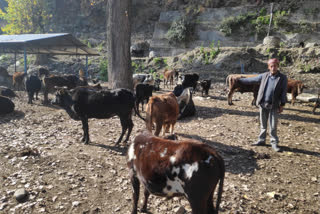 SDM Kullu Amit Guleria on destitute animals