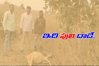 తాంసీకే అటవీప్రాంతంలో పెద్దపులి సంచారం