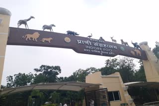 wolf clan increase in Kamla Nehru zoological museum of Indore