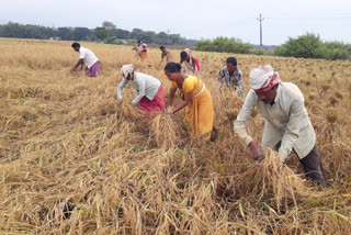 paddy cultivation in baksa