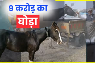 panipat farmer protest horse 9 crore