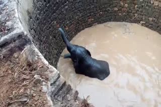 baby elephant fell in the well in ranchi