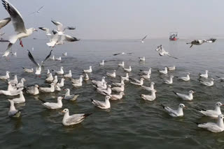 Migratory birds enhance beauty of Varanasi Ghats