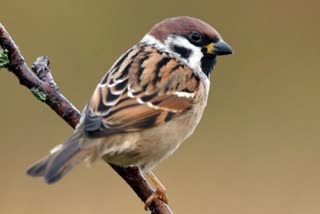 noise pollution affects birds