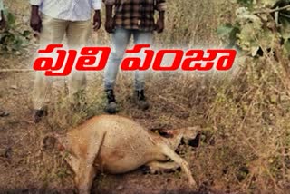 tiger halchal and calf died in gollaghat adilabad district