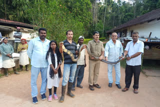 king cobra captured in Chikkamagaluru