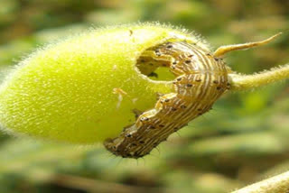 Jalgaon District Agriculture Department Instructions for control of larvae on gram crop