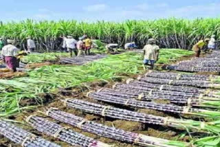 Govt approves assistance of about Rs 3,500 crore for sugarcane farmers