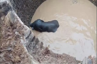 rescue operation underway for baby elephant inside well