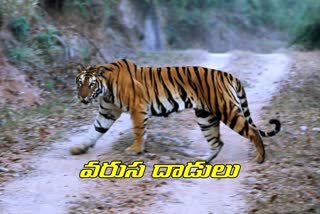 tiger-attack-on-cow-at-in-adilabad-district