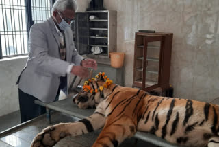 tigress Ipshita died in lucknow