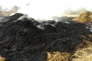 fire in paddy crop