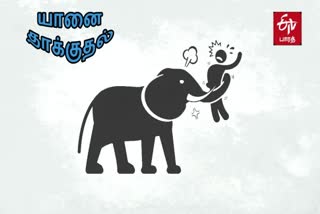 கோவை மாவட்ட செய்திகள்  யானை தாக்கி முதியவர் உயிரிழப்பு  Elderly man killed by elephant in Pannimadai  elephant attack deaths  Elderly man killed by elephant in Coimbatore  Coimbatore elephant issue  கோவை யானை தாக்கிய உயிரிழப்புகள்