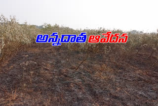 Neglect of one farmer Crop loss to another farmer at motakondur yadadri district