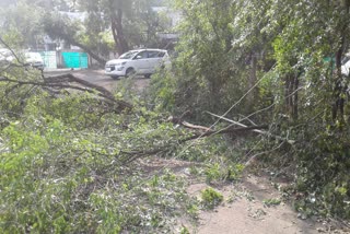 hief-cutting-chandan-tree-in-bhopal