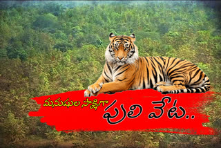 తెలంగాణ: ఆగని పెద్దపులి వేట.. బెంబేలెత్తిస్తున్న వరుస దాడులు