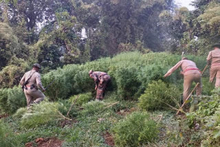 ত্ৰিপুৰা আৰক্ষীয়ে নষ্ট কৰিলে ১০ লক্ষাধিক টকাৰ গাঞ্জা খেতি