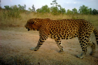 Leopard found in Tumkur after five people killed