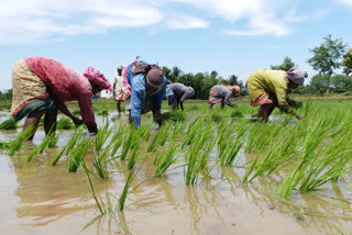 thiruvarur farmers request to tn cm for crop insurance
