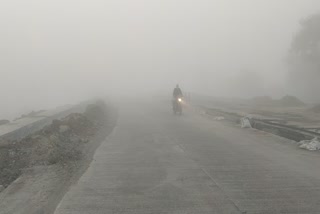 fog affects grape farming in nashik