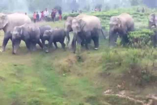 elephants-killed-a-person-in-hazaribag