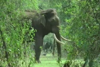 elephant attack