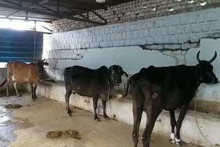 Bhopal: Several decisions were taken for cow protection