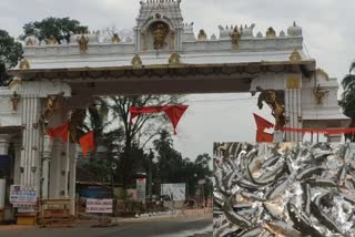 fish-coming-to-kukke-subramanya-on-jatra-day-news