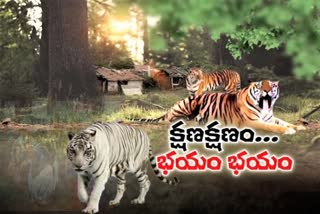 పంజా విసురుతున్న పులి... వణుకుతున్న మణ్యం