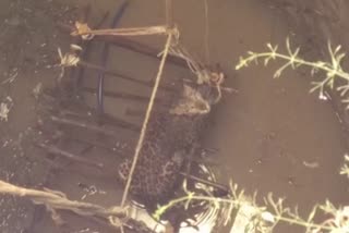 Leopard falls in the well in kanker