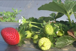 strawberry farms chikhladara