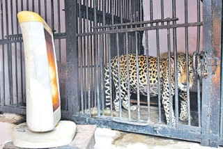 tiger-in-nehru-zoo-park-electric-heaters-arranged