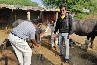 Development of dairy offspring with nutrient control