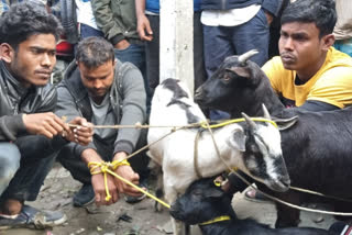 three goat thief arrested at barpeta