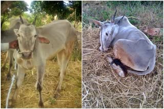 thieves-left-the-stolen-oxen-near-the-owner-land