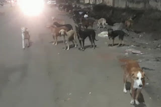 innocent injured by dog attack in aurangabad