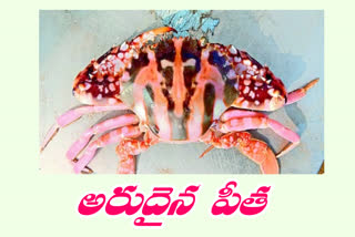 a-dazzling-rare-crab-at-antarvedi-mini-fishing-harbour in ap