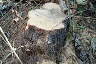 30-sandalwood-trees-stolen-from-teacher-garden-in-jashpur