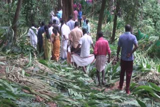 Peechat Plamala City  forest department again evacuated cardamom plantations  വനംവകുപ്പ് വീണ്ടും ഏല കൃഷി ഒഴിപ്പിച്ചു  പീച്ചാട് പ്ലാമല സിറ്റി